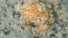 Cladocora caespitosa