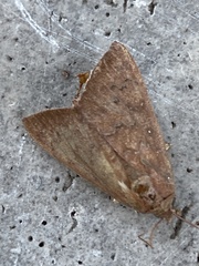 Anomis illita