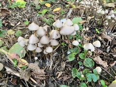 Parasola conopilea