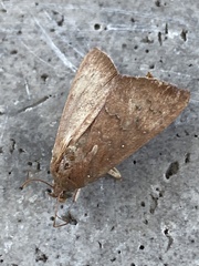 Anomis illita