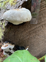 Spongiporus leucospongia