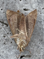 Anomis illita