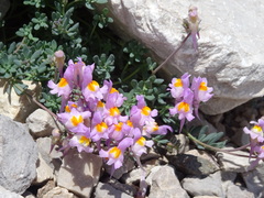 Linaria alpina