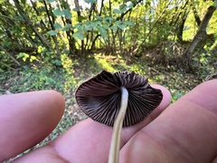 Parasola conopilea