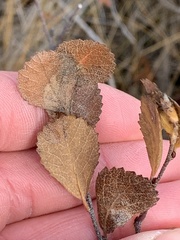 Betula glandulosa