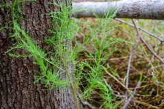 Eupatorium compositifolium