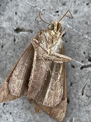 Anomis illita
