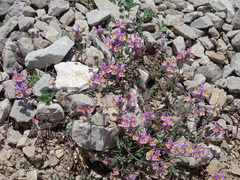 Linaria alpina