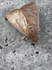 Anomis illita