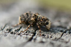 Dissoleucas niveirostris