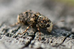 Dissoleucas niveirostris