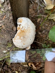 Spongiporus leucospongia