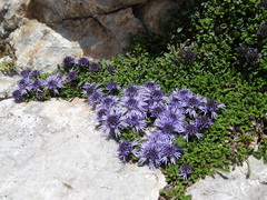 Globularia repens