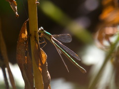 Lestes virens vestalis