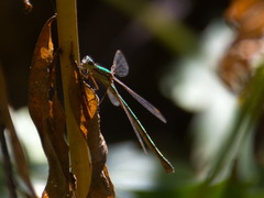 Lestes virens vestalis
