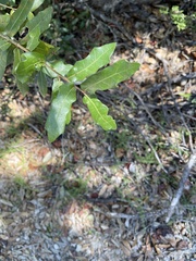 Quercus hemisphaerica