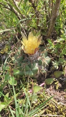 Coryphantha elephantidens