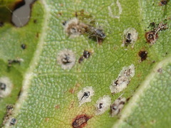 Homilopsocidea