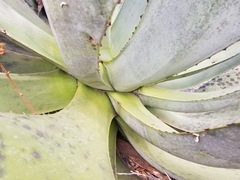 Agave parvidentata