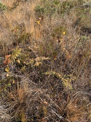 Betula glandulosa