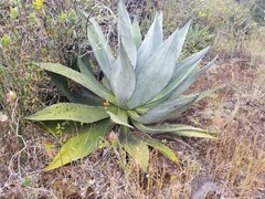 Agave parvidentata