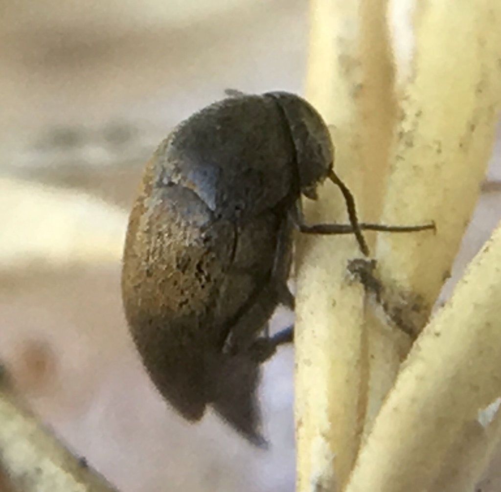 Mordellistena parvula