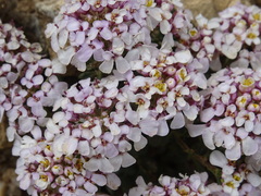 Iberis carnosa
