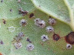Homilopsocidea