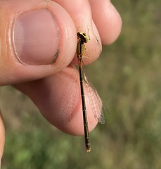 Ischnura pumilio