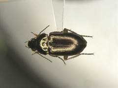 Amara pallipes