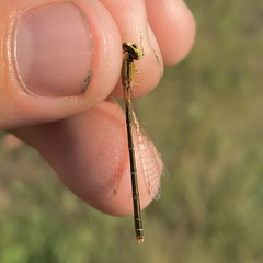 Ischnura pumilio