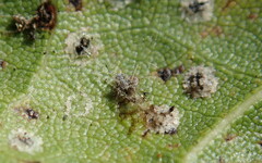 Homilopsocidea