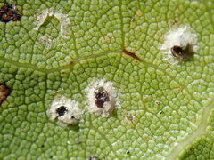 Homilopsocidea