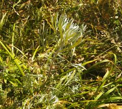 Artemisia sericea