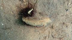 Pinna nobilis