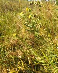 Galatella biflora