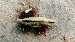 Pinna nobilis