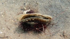 Pinna nobilis