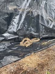 Pituophis deppei