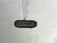 Xyleborinus attenuatus