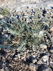 Thamnosma texana