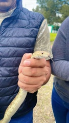 Pituophis deppei