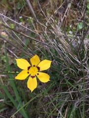 Sisyrinchium graminifolium