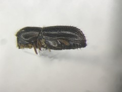 Xyleborinus attenuatus