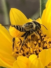 Megachile parallela