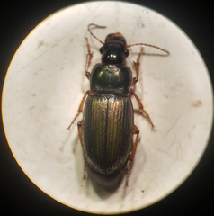 Harpalus affinis
