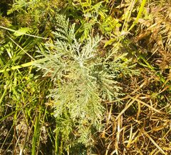 Artemisia