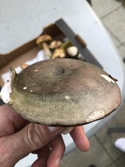 Lactarius deterrimus