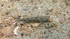 Gobius niger