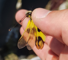 Libelloides macaronius